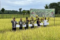 Foto: Dinas Pertanian PPU berdiri di tengah sawah dengan hasil panen padi varietas Impari 43 yang berhasil mereka tanam, sebagai simbol sukses dalam program pengembangan benih lokal di Desa Sesulu, Kecamatan Waru.