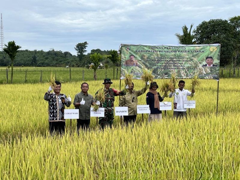 Foto: Dinas Pertanian PPU berdiri di tengah sawah dengan hasil panen padi varietas Impari 43 yang berhasil mereka tanam, sebagai simbol sukses dalam program pengembangan benih lokal di Desa Sesulu, Kecamatan Waru.