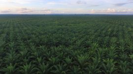 Foto : Perkebunan Kelapa Sawit Kalimantan Timur 