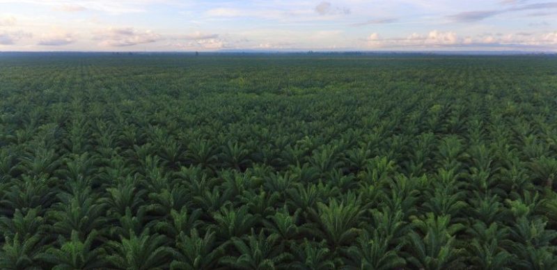 Foto : Perkebunan Kelapa Sawit Kalimantan Timur 