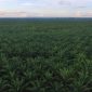 Foto : Perkebunan Kelapa Sawit Kalimantan Timur 