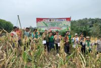 Foto : Kegiatan Tanam Jagung antara PT. ITCHI dengan Warga Desa Jonggon Jaya
