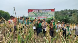 Foto : Kegiatan Tanam Jagung antara PT. ITCHI dengan Warga Desa Jonggon Jaya