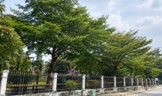 Reboisasi Hutan Kota PPU Diusulkan, Ulin dan Bangkirai Jadi Pilihan Pemulihan