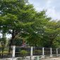 Foto: Kawasan Hutan Kota Kabupaten Penajam Paser Utara yang diusulkan untuk direboisasi setelah terdampak kebakaran.